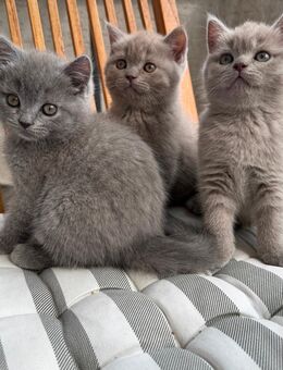 Kitten BKH (Blue,Grau) Junge - Düren
