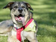 ROCKY sucht sein für immer Zuhause - Malsch (Landkreis Karlsruhe)