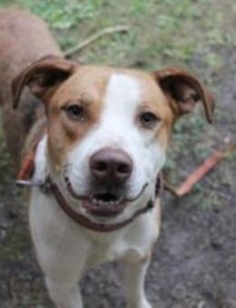 Maxi toller Familienhund - Neuhausen (Spree)