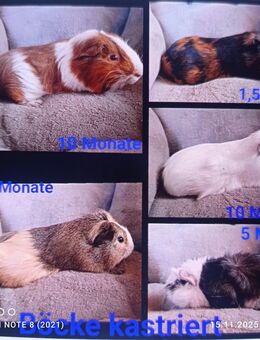 Meerschweinchen kastrierte böcke, kastraten,8 Wochen bis 1 Jahr - Zarrentin (Schaalsee)