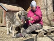 Heidi - die Liebe zum Herdenschützer - Idstein