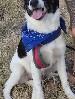 Süße Lou sucht ein zu Hause - Fließem