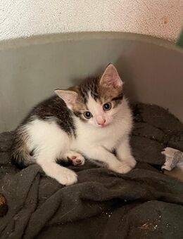 Katzenbabys sucht ein neues Zuhause - Brandenburg (Havel)