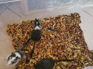 Rennmaus Babys - Waghäusel