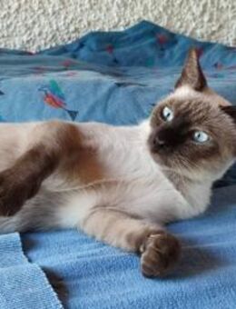 Marta sucht Dich - Lauda-Königshofen