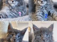 Maine-Coon Kitten mit Stammbaum Kater und Mädchen - Lemberg