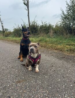 American Bully Dame sucht neues Zuhause - Neumünster Innenstadt