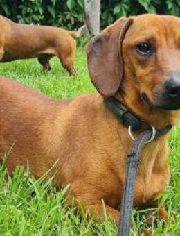 Kleiner Schatz Pippin sucht großes Herz - Hamburg
