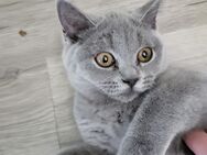 BKH Zuchtkatze !!! - Elkenroth