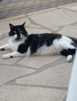 Rudolph 🐾 möchte mit dir kuscheln - Kirchheim (München)