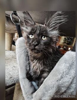 Maine Coon - Herzberg (Harz)