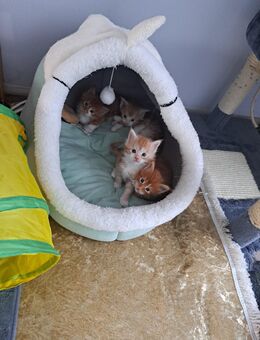 Meine coon kitten . - Kassel