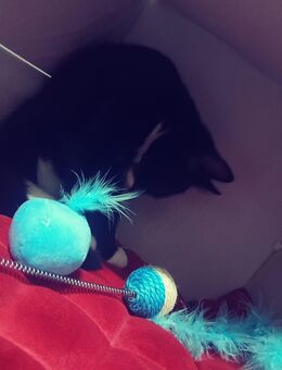 kater kitten - Holzminden