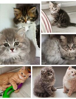 BKH/BLH Kitten - Wuppertal