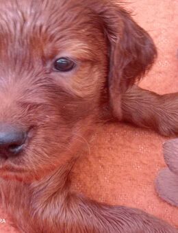 Irish Red Setter Welpen ab Mitte September abzugeben - Ochtersum