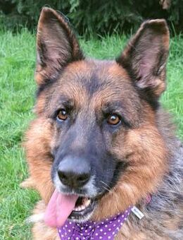 Roxana - Schönheit auf Körbchen suche - Obertshausen