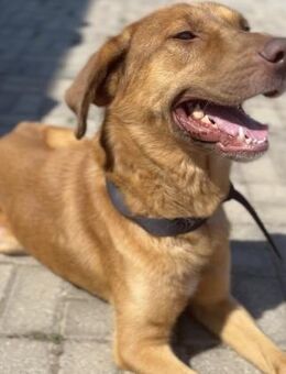 Otto - aufgeschlossener, toller Rüde - Berlin