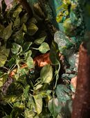 Kornnatter mit Terrarium abzugeben in 76646