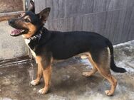 Eren anhänglich nur lieb Ho - Ludwigshafen (Rhein)