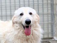 LORENZINO - ein SUPERTOLLER Hund! - Regensburg