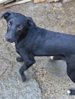 Miro, süßer kleiner Rüde - Lindenberg (Rheinland-Pfalz)