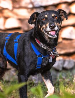 Rudi- verschmuster Senior - Kallmünz