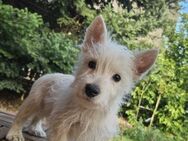 Westie Spooky ein bezauberndes Hundekind - Heinsberg