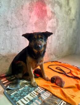 DONNA - liebe Hundemama sucht 💕 - Kallmünz