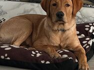 Labrador Welpe reinrassig 20 Wochen - Hannover