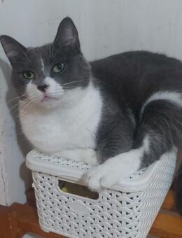 🐼 Zarte Panda sucht ihr Reich 🐾 - Eislingen (Fils)