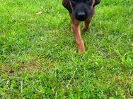 Rhodesian Ridgeback Welpen - Heede (Niedersachsen)