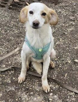 Zartes sensibles liebes 🐕Wesen KATY ♥️ - München