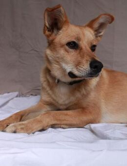 ERIKA - junge, katzenverträgliche Hündin - Neudenau