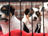 Biewer Yorkshire-Terrier abzugeben nach 8 Wochen - Velen