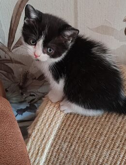 Süße Britisch Kurzhaar Kitten reinrassig - Rositz