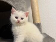 BKH kitten reinrassig suchen ein Zuhause - Dortmund