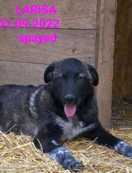 liebe,kastrierte Larisa hofft auf Adopti - Abensberg