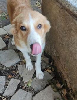 Ginger-Ben - mit Anlauf ins Glück? - Mettmann