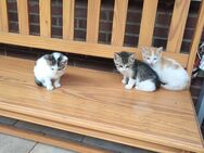 Katzen Kitten Babykatzen - Buchholz (Niedersachsen)