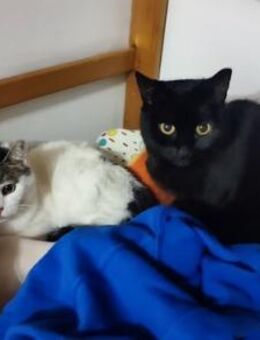 2 Seniorinnen suchen Kuschelplatz - Esslingen (Neckar)