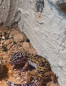 Leopardengecko Männchen abzugeben - Hagen (Stadt der FernUniversität)