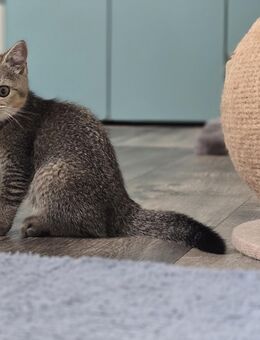 Coole BKH Kitten - Remscheid