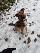 Goliath sucht ein liebevolles neues Zuhause in 27729