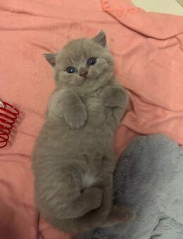 BKH Kitten - Bergkamen