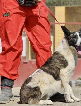 Rodolfo, respektvoll, bewegunsgfreudig - Westerholt