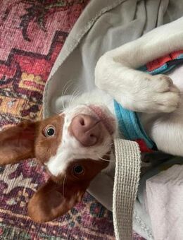 Jalo ein kleiner Podencojunge - Morsbach