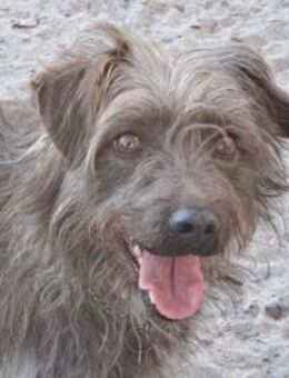 Kleine Paris sucht ihre Familie - Weilheim (Oberbayern)