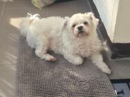 *Teddy sucht ein liebevolles Zuhause* - Lippstadt