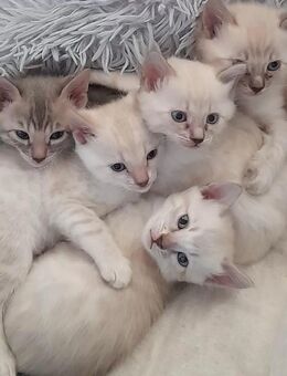 Snow Mink Bengal Kitten. Bengal Kitten. Bengal Katzen. Snow Mink - Essen