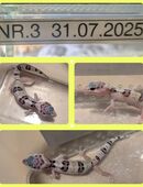 Leopardgecko Nachzuchten 2025 in 16225
